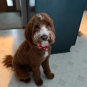 Meet your Posher, Andy